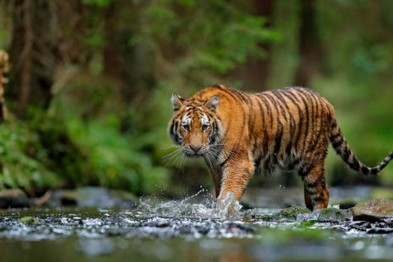 harimau-sumatera-sebagai-salah-satu-hewan-langka-di-indonesia